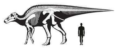 Edmontosaurus - Everything Dinosaurs