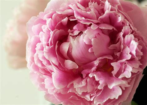 🔥 [40+] Pink Peony Wallpapers | WallpaperSafari