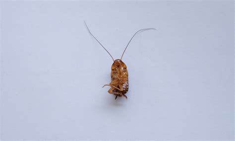 Florida Woods Cockroach Pictures - AZ Animals