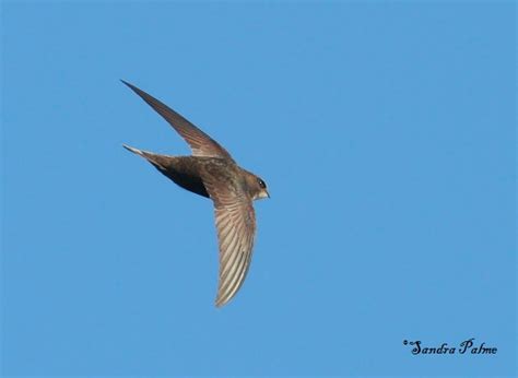 Common Swift - bird photos by Sandra Palme