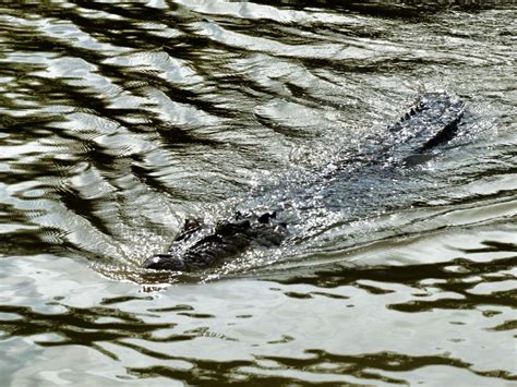 Australia: Adelaide River Jumping Crocodiles – Travel2Unlimited