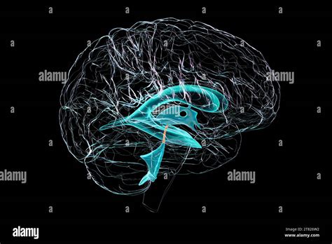 Cerebral aqueduct, illustration Stock Photo - Alamy