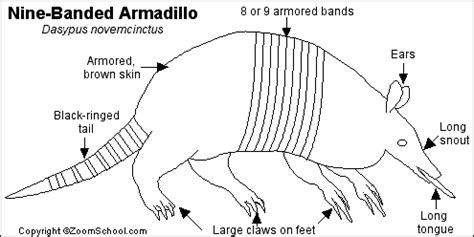 Armadillo Printout- EnchantedLearning.com