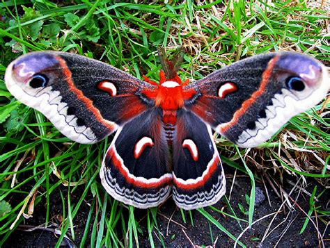 Cecropia Moth l Largest Moth Species Native to North America