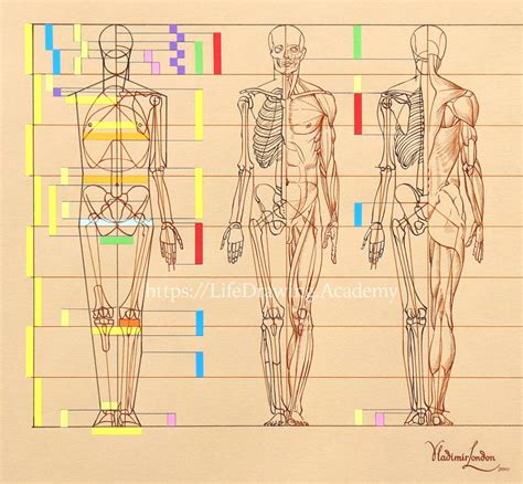 Human Body Drawing Anatomy