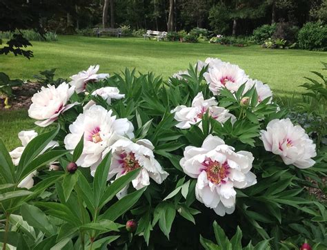 Cora Louise Itoh Peony - Halifax Perennials Inc.