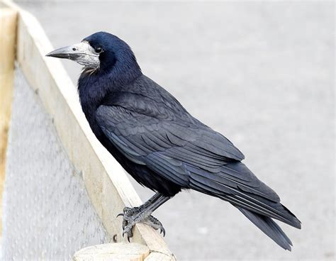 Rook at Slimbridge Wetland Centre, Gloucestershire, England 22May2019 arp - Rook (bird ...