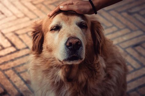 Dieta para cachorro com diabetes: o que alimentar um cão diabético - Uau Uau Que Mia