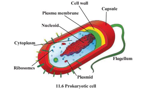 With the help of diagram describe Prokaryotic cell.