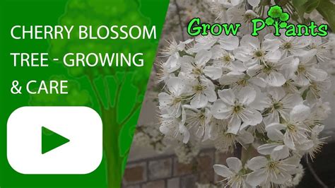 Cherry blossom tree - growing & care - YouTube