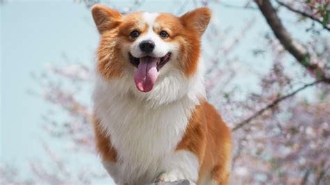 Fluffy Corgi Dog Breed Facts and Information - Pet Haver