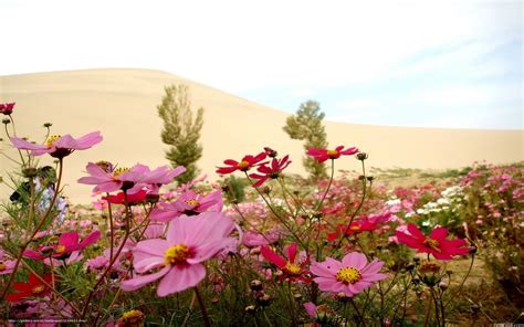 Descargar gratis desierto, dunas, arena, Flores Fondos de escritorio en ...