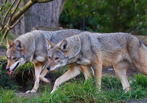 Howling red wolves - Southern Environmental Law Center