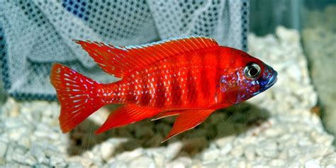 Ruby Red Peacock | Cichlid fish, African cichlid aquarium, African cichlids