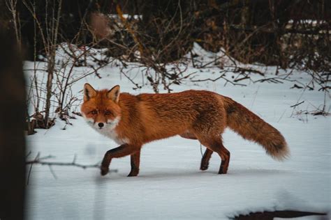 13 Wild Animals in Ukraine [Wildlife in Ukraine] - Kevmrc