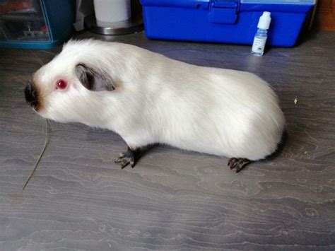 Merino Guinea Pig: Facts, Temperament, Care, with Pictures