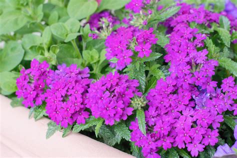 How to Grow & Care for Verbena Plants