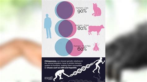 Explainer | Genetic similarity between humans and other life forms