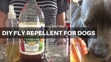 How To Make Natural Fly Repellent For Dogs - YouTube