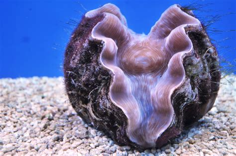 Giant Clam | www.pixshark.com - Images Galleries With A Bite!