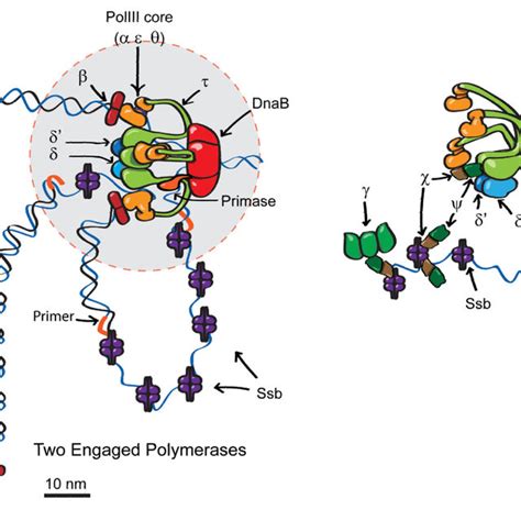 Stoichiometries of replisome components and spatial distributions.... | Download Scientific Diagram