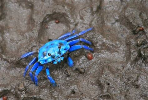 blue crab | Ocean creatures, Crab, Sea animals