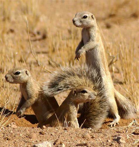 Xerus inauris