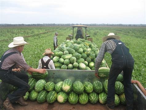 Mennonites in Campeche | Mennonite, Amish country, Mexico