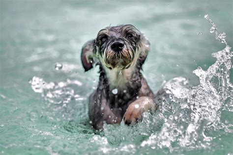 Free photo: Dog, Swim, Paddle, Water, Splash - Free Image on Pixabay ...