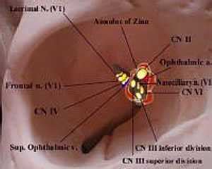 muscles of the annulus of zinn | صدفه