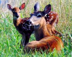 Arkansas State Mammal: White-tailed Deer (Odocoileus virginianus)