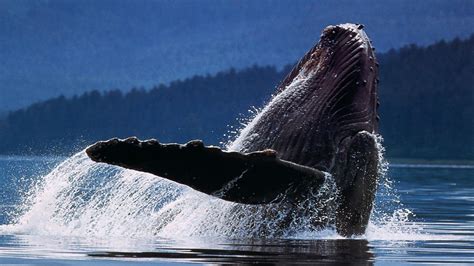 Hd Whale Wallpaper