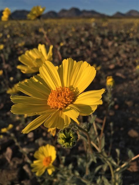 Death Valley Wildflower Report, February 2016 - Jeff Sullivan PhotographyJeff Sullivan Photography