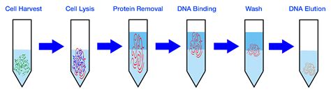 Genomic DNA Extraction Kit - Blood - Cepham Life Sciences Research Products