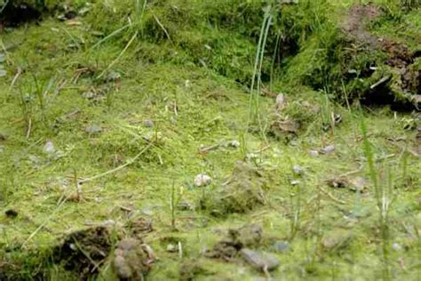 Bare Ground Microhabitat - Plants