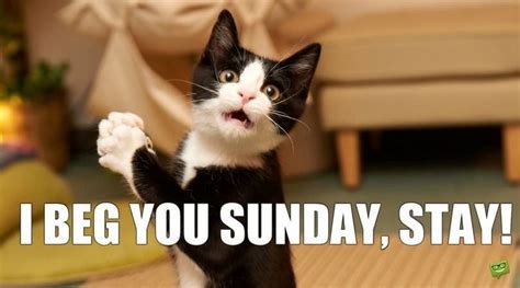 Don't Bother These Cats Who Are Enjoying Their Sunday (Memes) | Funny ...