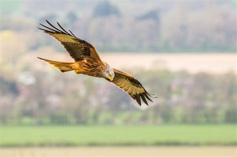 Secretary Bird and Bateleur up-listed to Endangered on IUCN Red List ...