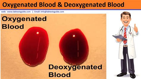 Deoxygenated Blood Overview | Lab Tests Guide