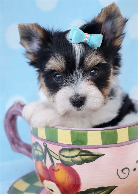 Biewer Yorkshire Terrier Puppies For Sale at TeaCups | Teacups, Puppies & Boutique