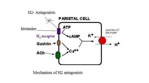 H2 receptor antagonists