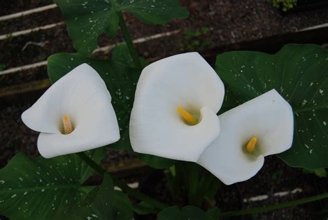 Zantedeschia aethiopica 'White Giant' – Nurseries Caroliniana