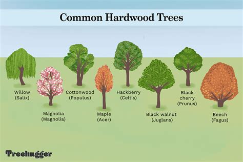 Identificar los árboles de madera dura más comunes