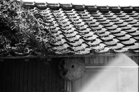 Japanese house with a massive hornet nest. : AbandonedPorn