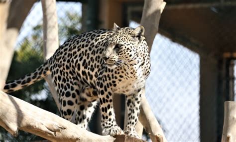 Arabian Leopard - Catmosphere