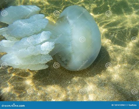 Marine Jellyfish, in a Natural Habitat Stock Image - Image of bubbles ...