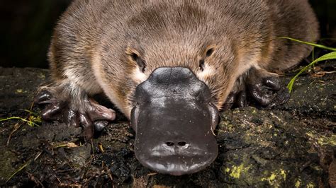 The the platypus is a venomous mammal : r/natureismetal