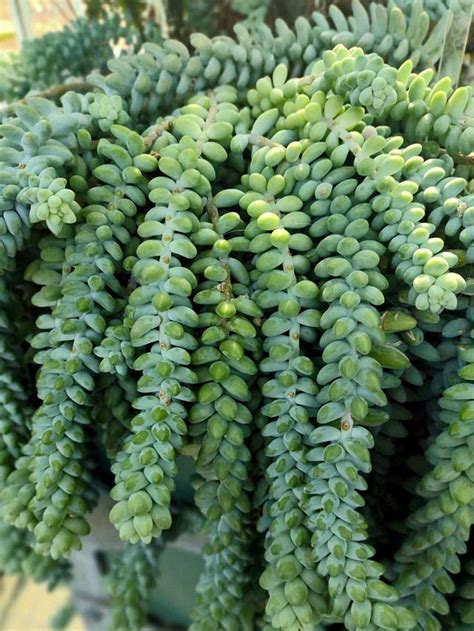 All you Need to Know about Burro's Tail Propagation! – Mod and Mint Plant Care