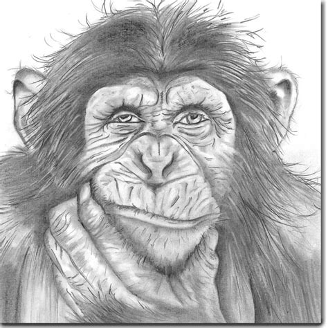 Safari Cards | Animal Cards | Homewares | Sarah Boddy | Monkey drawing ...