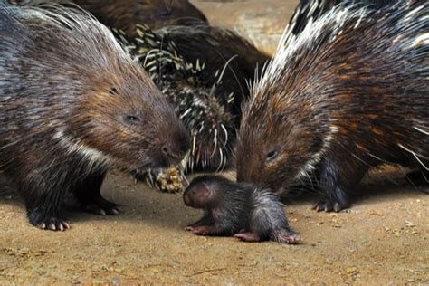 North American Porcupine Mating, Babies, and Reproduction (Your Questions Answered) - Floofmania