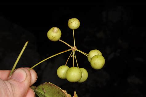 Smilax plant6 (Smilacaceae) image 72082 at PhytoImages.siu.edu